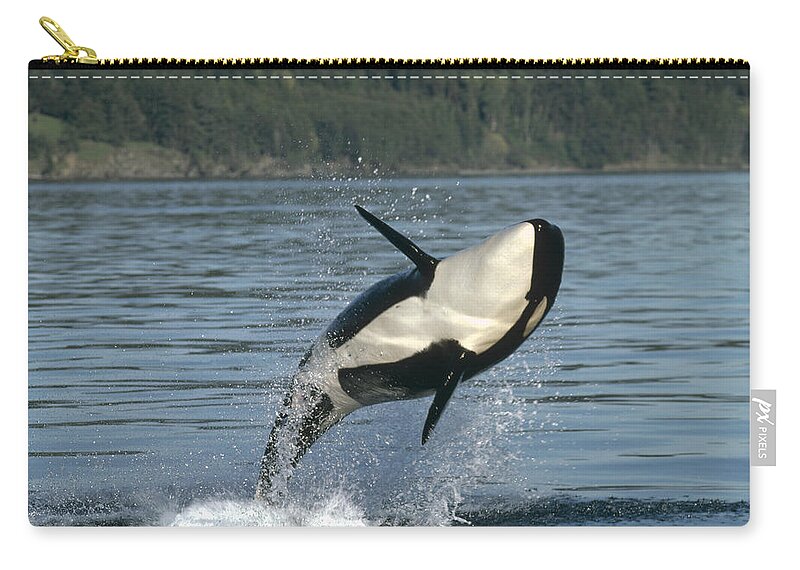 Mp Zip Pouch featuring the photograph Orca Orcinus Orca Breaching by Gerry Ellis
