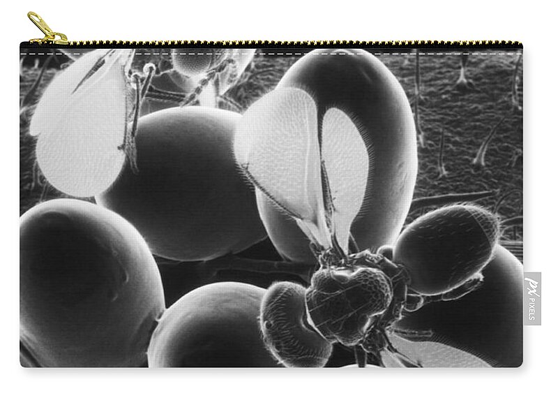 Eulophid Wasp Zip Pouch featuring the photograph Parasitic Wasps by Science Source