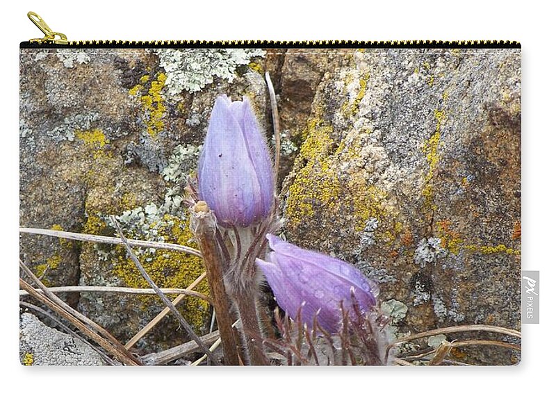 Pasque Flowers Carry-all Pouch featuring the photograph Pasque Flowers by Dorrene BrownButterfield