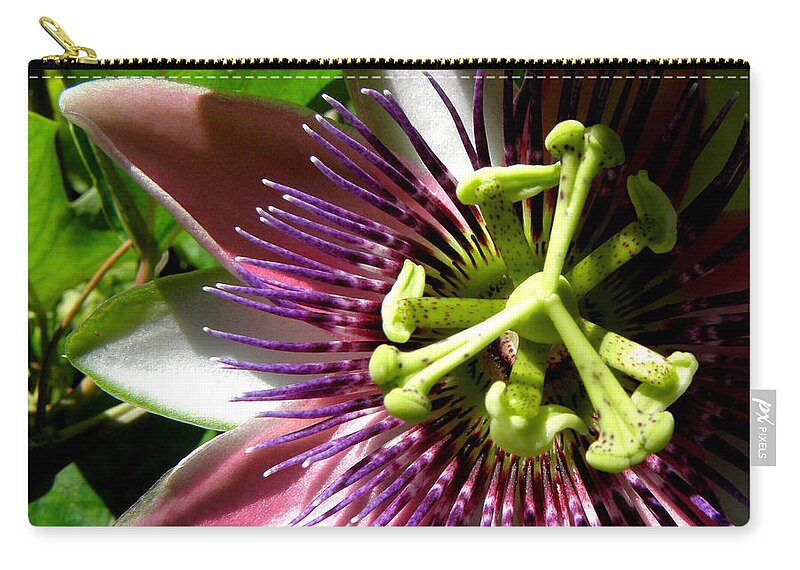 Passion Flower Zip Pouch featuring the photograph Passionate Peeks by Kim Galluzzo