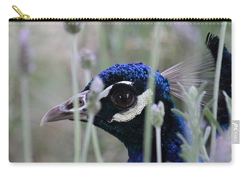  Peafowl Zip Pouch featuring the photograph Peacock a boo by Amy Gallagher