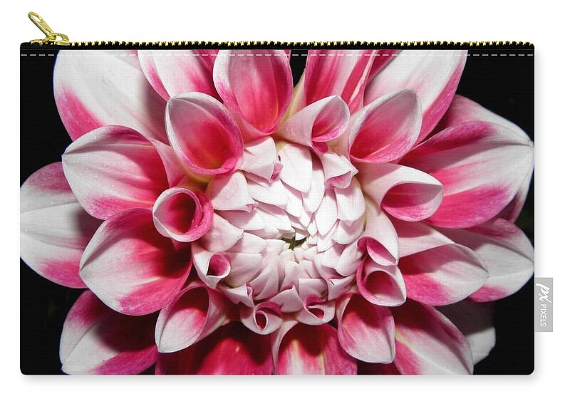Dahlia Zip Pouch featuring the photograph Pedals Of Beauty At Night by Kim Galluzzo