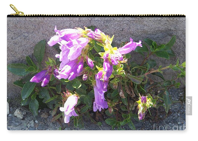 Mt St Helens Zip Pouch featuring the photograph Penstemon at Mt. St. Helens by Charles Robinson