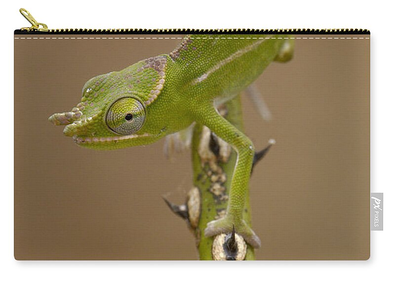 Mp Zip Pouch featuring the photograph Petters Chameleon Furcifer Petteri by Pete Oxford