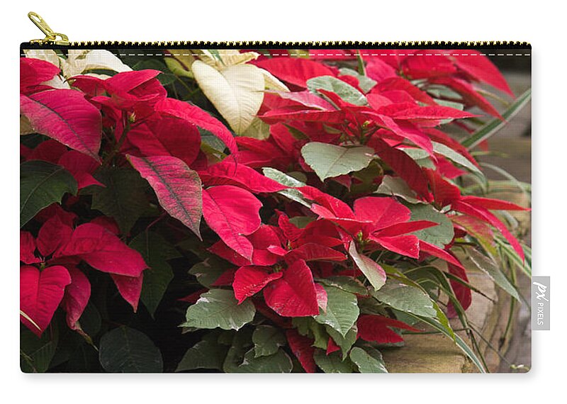 Poinsettia Zip Pouch featuring the photograph Poinsettia Garden by Dale Kincaid