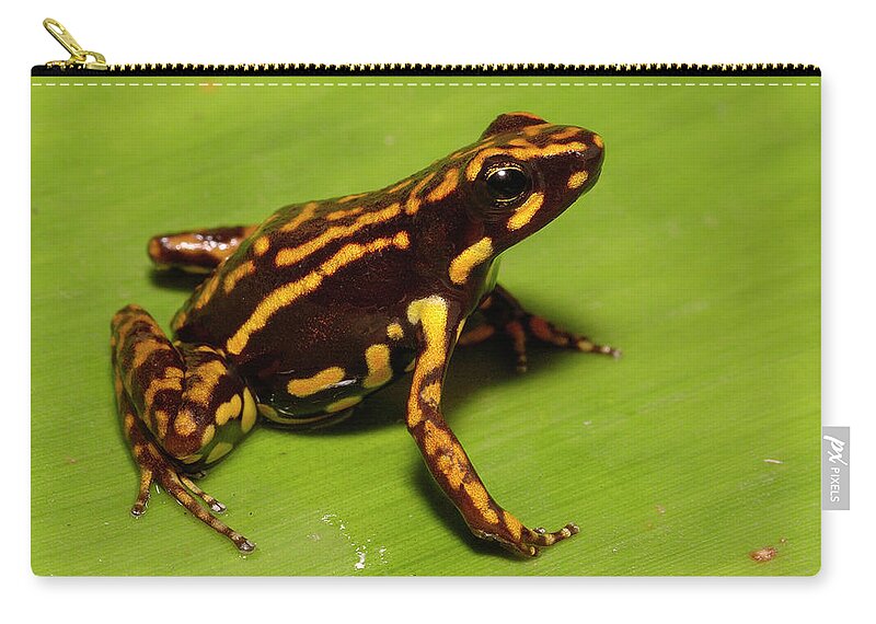 Mp Zip Pouch featuring the photograph Poison Dart Frog Epipedobates Sp New by Pete Oxford