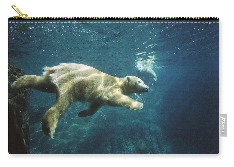 Bear Zip Pouch featuring the photograph Polar Bear Ursus Maritimus Pair by San Diego Zoo