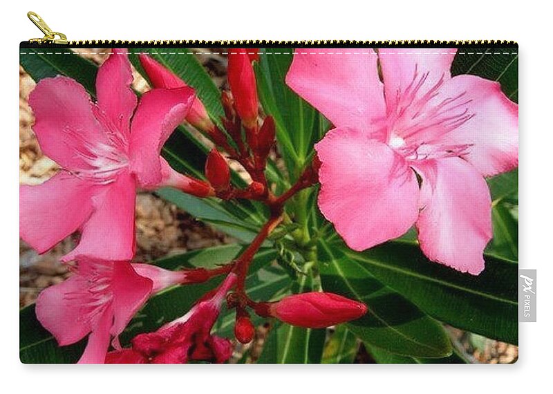 Pink Zip Pouch featuring the photograph Popping Pink by Kim Galluzzo