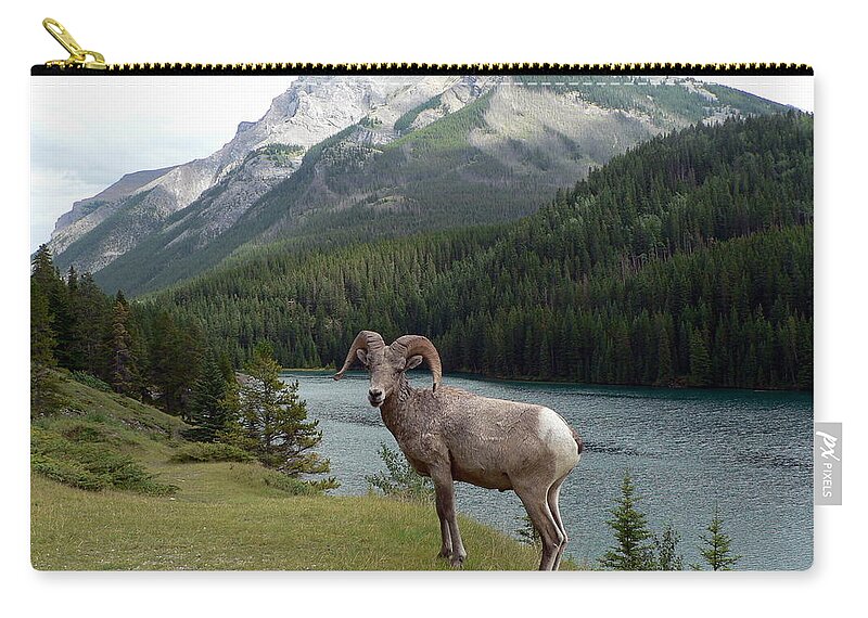 Portrait Carry-all Pouch featuring the photograph Portrait of a BigHorn Sheep at Lake Minnewanka by Laurel Best