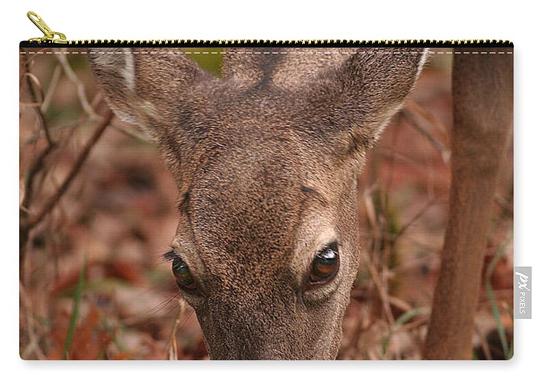 Odocoileus Virginanus Zip Pouch featuring the photograph Portrait Of Browsing Deer Two by Daniel Reed