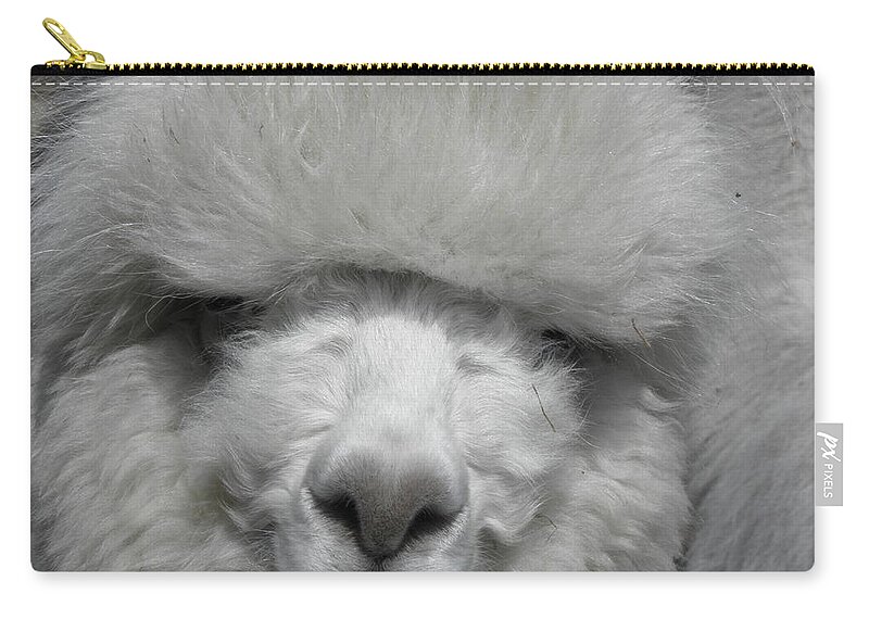 Alpaca Carry-all Pouch featuring the photograph Powder Puff Peruvian by Kim Galluzzo Wozniak