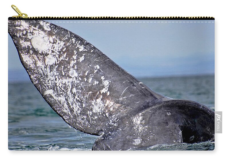 Gray Whale Zip Pouch featuring the photograph Powerful Fluke by Don Schwartz