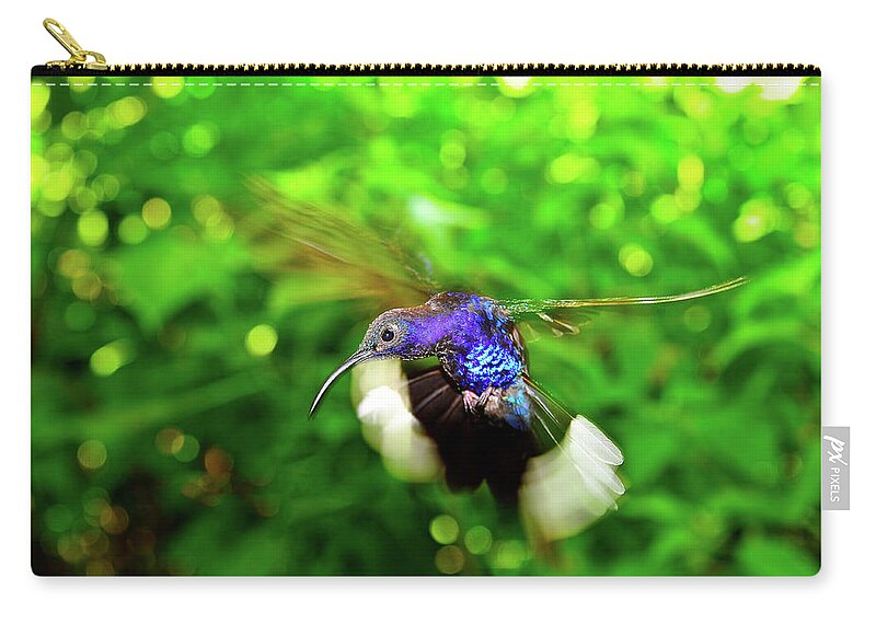 Hummingbird Photographs Zip Pouch featuring the photograph Purple and Blue Hummingbird by Harry Spitz