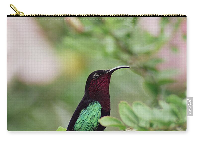 Mp Zip Pouch featuring the photograph Purple-throated Carib Eulampis by Gerry Ellis