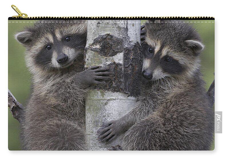 00176521 Carry-all Pouch featuring the photograph Raccoon Two Babies Climbing Tree North by Tim Fitzharris