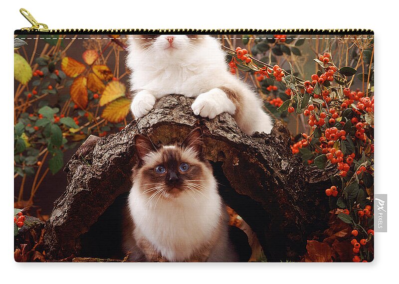 Animal Zip Pouch featuring the photograph Ragdoll Kitten And Birman Kitten by Jane Burton