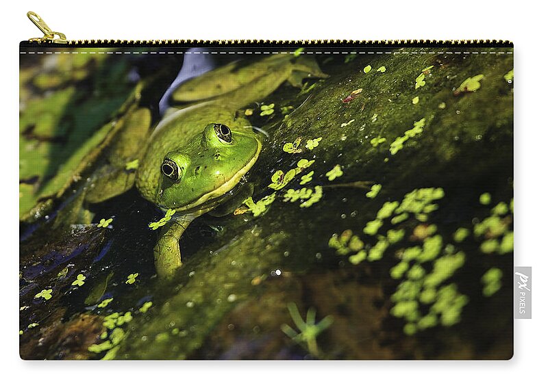 Green Frog Zip Pouch featuring the photograph Rana clamitans or Green frog by Perla Copernik