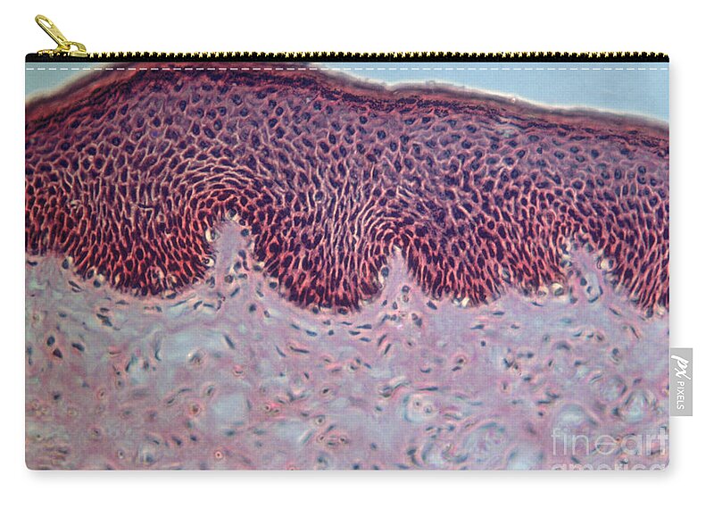 Histology Zip Pouch featuring the photograph Rectum, Anal Canal Lm by Eric V. Grave
