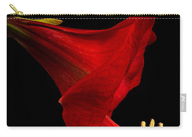 Amaryllis Zip Pouch featuring the photograph Red Amaryllis - 4 by Ann Garrett