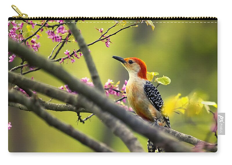 Woodpecker Zip Pouch featuring the photograph Red Bellied in Tree by Bill and Linda Tiepelman