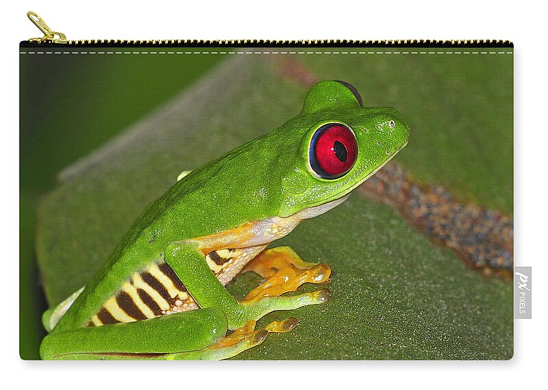 Costa Rica Zip Pouch featuring the photograph Red-eyed Leaf Frog by Tony Beck