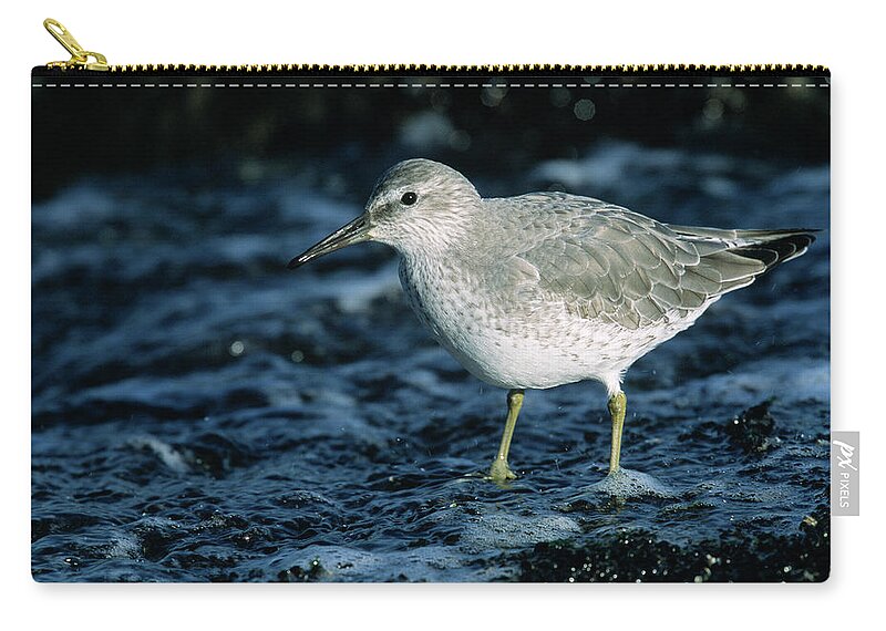 Fn Zip Pouch featuring the photograph Red Knot Calidris Canutus In Winter by Hans Schouten