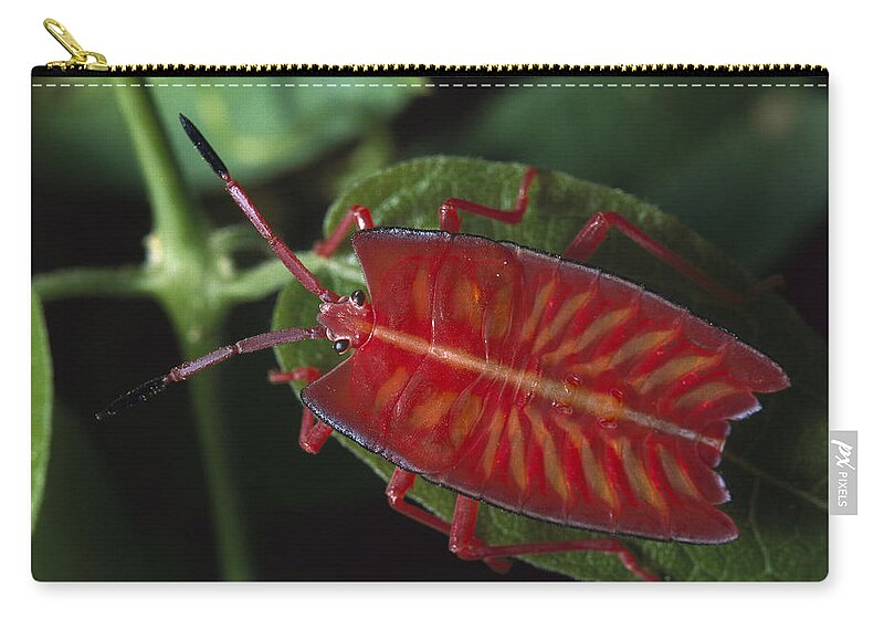 Mp Zip Pouch featuring the photograph Red Stink Bug Pycanum Rubeus, Northeast by Gerry Ellis
