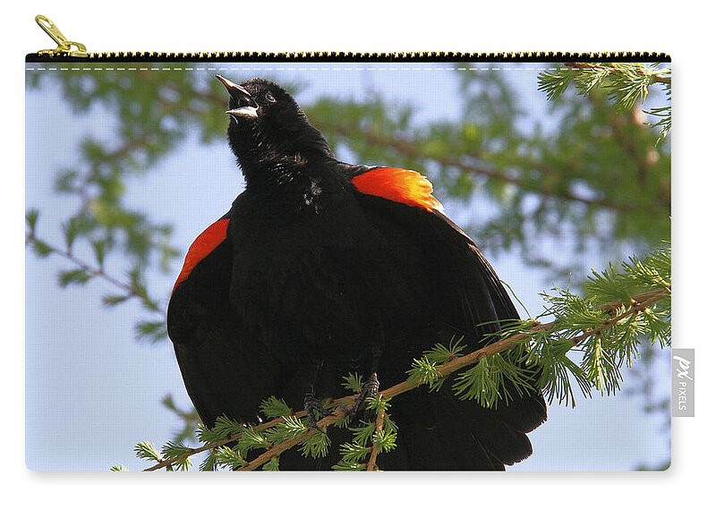 Red-winged Blackbird Zip Pouch featuring the photograph Red-winged serenade by Doris Potter