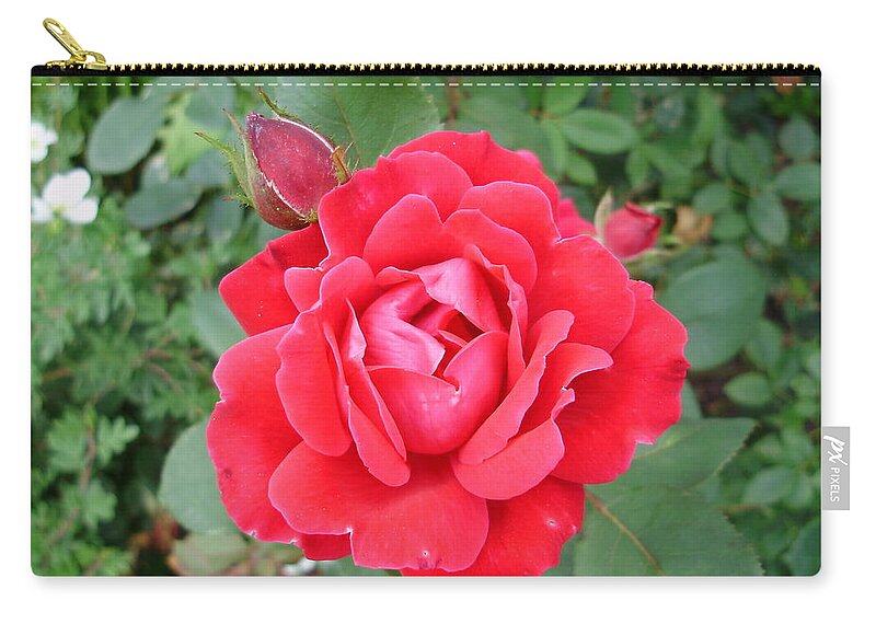 Roses Zip Pouch featuring the photograph Reddy or Not I'm Coming Out by Anjel B Hartwell