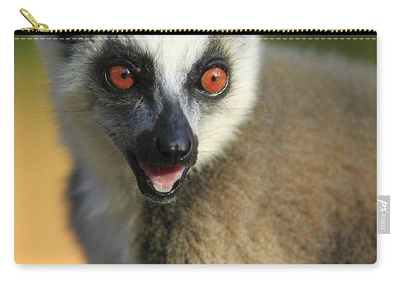 00621138 Zip Pouch featuring the photograph Ring-tailed Lemur Calling by Cyril Ruoso