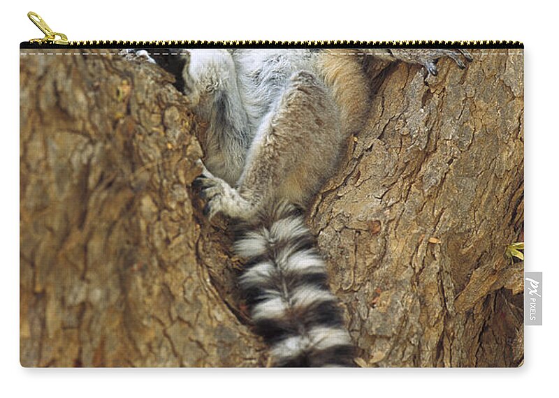 00620171 Zip Pouch featuring the photograph Ring-tailed Lemur In A Tree by Cyril Ruoso