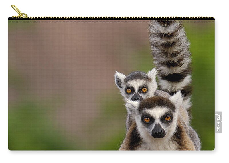 Mp Zip Pouch featuring the photograph Ring-tailed Lemur Lemur Catta Mother by Pete Oxford