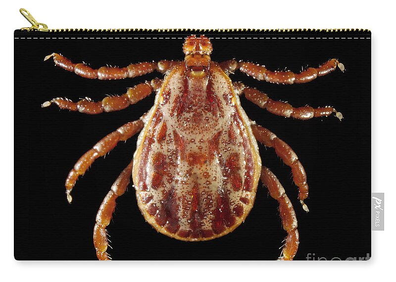 Tick Zip Pouch featuring the photograph Rocky Mountain Wood Tick by Science Source