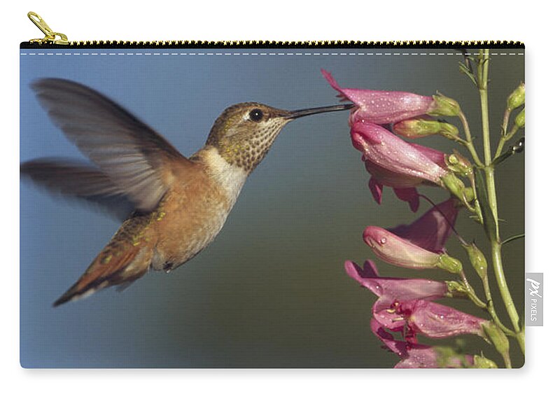 00170237 Zip Pouch featuring the photograph Rufous Hummingbird Feeding On Flowers by Tim Fitzharris