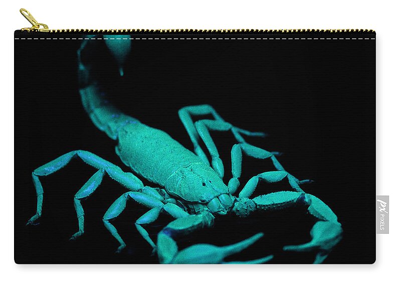 Arachnid Zip Pouch featuring the photograph Scorpion On Ultraviolet Light by Raul Gonzalez Perez