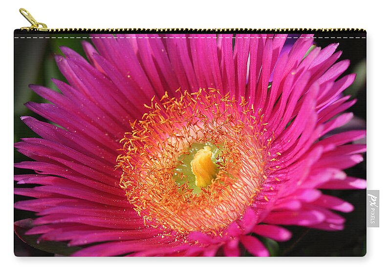 Flower Zip Pouch featuring the photograph Sea Fig - Carpobrotus chilensis flower by Nicholas Burningham