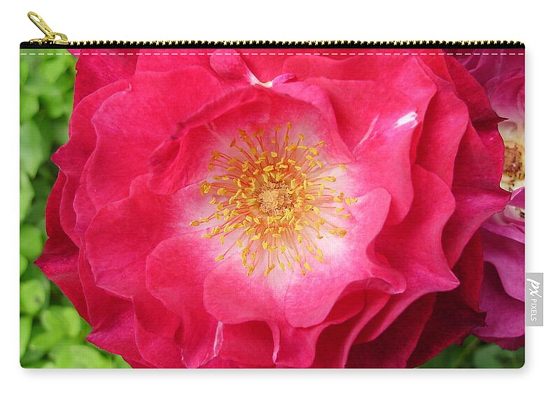 Roses Zip Pouch featuring the photograph Searching for a Heart of Gold by Anjel B Hartwell