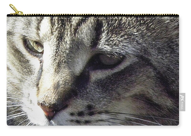 Cat Zip Pouch featuring the photograph Serious by Kim Galluzzo
