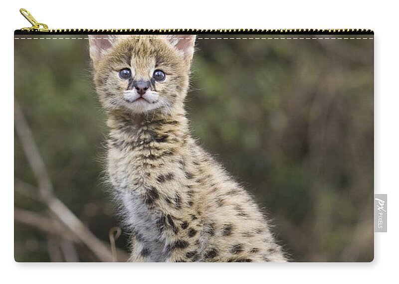 00761921 Zip Pouch featuring the photograph Serval Kitten Masai Mara Reserve Kenya by Suzi Eszterhas