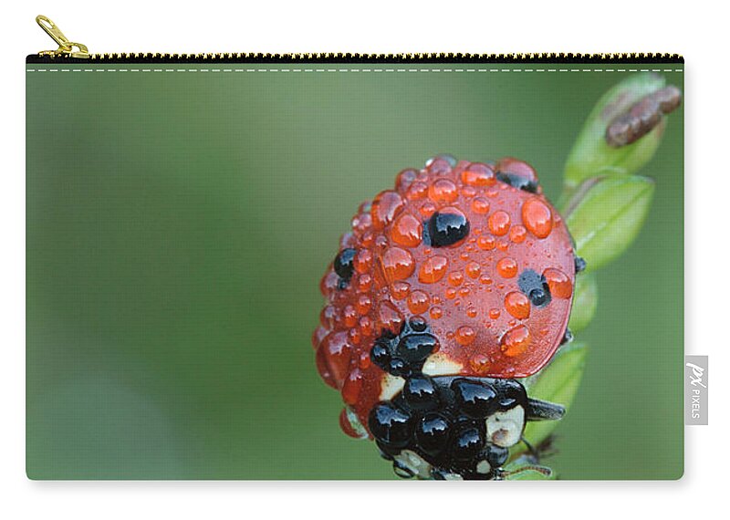 Nature Zip Pouch featuring the photograph Seven-spotted Lady Beetle On Grass With Dew by Daniel Reed