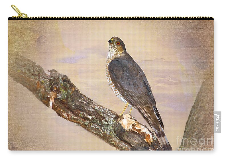 Sharp Shinned Hawk Zip Pouch featuring the photograph Sharp-shinned Hawk by Betty LaRue