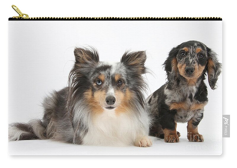 Dog Zip Pouch featuring the photograph Shetland Sheepdog And Dachshund by Mark Taylor