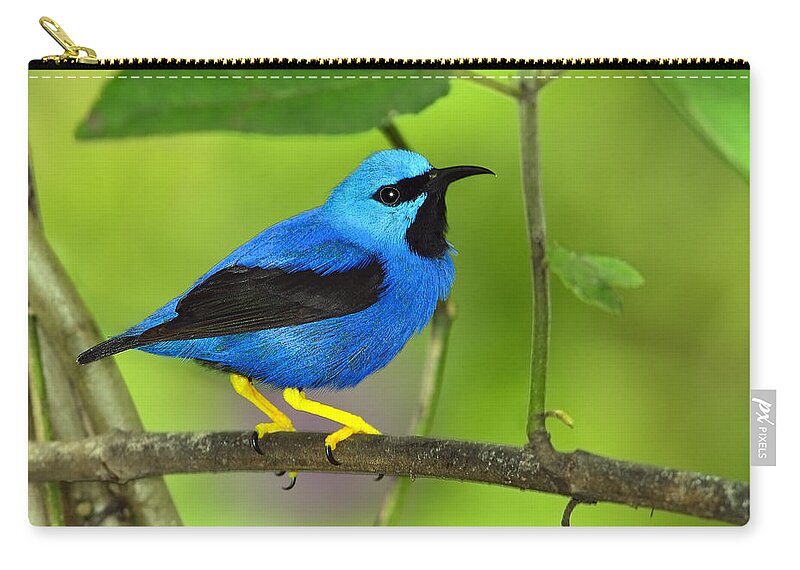 Shining Honeycreeper Zip Pouch featuring the photograph Shining Honeycreeper by Tony Beck