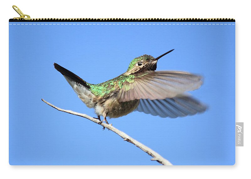 Hummingbird Zip Pouch featuring the photograph Showing My Beauty by Shane Bechler