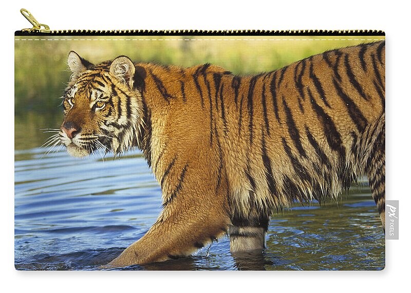 00172617 Zip Pouch featuring the photograph Siberian Tiger Walking by Tim Fitzharris