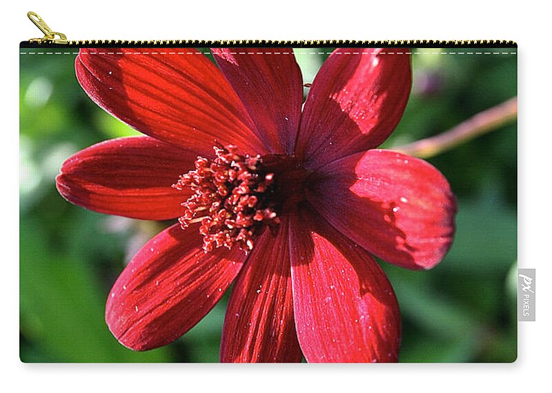 Outdoors Zip Pouch featuring the photograph Simply Ruby by Susan Herber