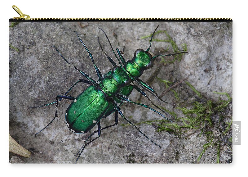 Cicindela Sexguttata Carry-all Pouch featuring the photograph Six-Spotted Tiger Beetles Copulating by Daniel Reed