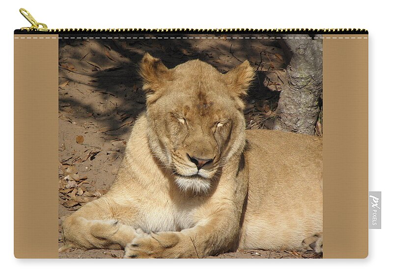 Lion Zip Pouch featuring the photograph Snoozing by Kim Galluzzo