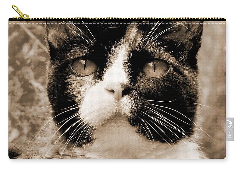 Cat Zip Pouch featuring the photograph Souls Great and Small 2 by Rory Siegel