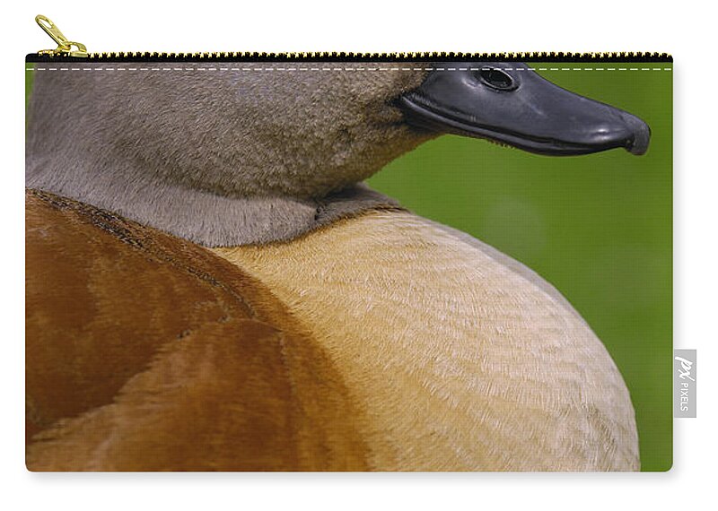 Mp Zip Pouch featuring the photograph South African Shelduck Tadorna Cana by Pete Oxford